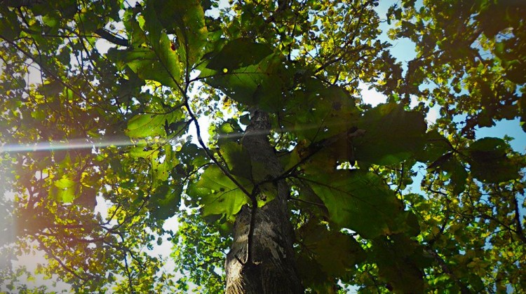 Sunlight through the treetops