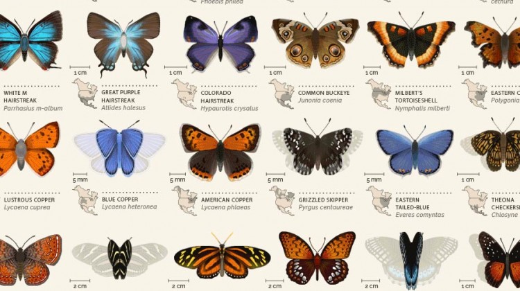 An animated chart of 42 North American butterflies